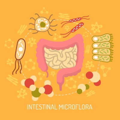 intestinal-microflora