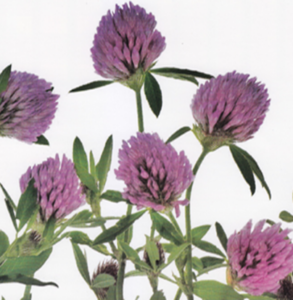 “Red Clover aka Trifolium Pratense as an alternative natural relief for symptoms of menopause”