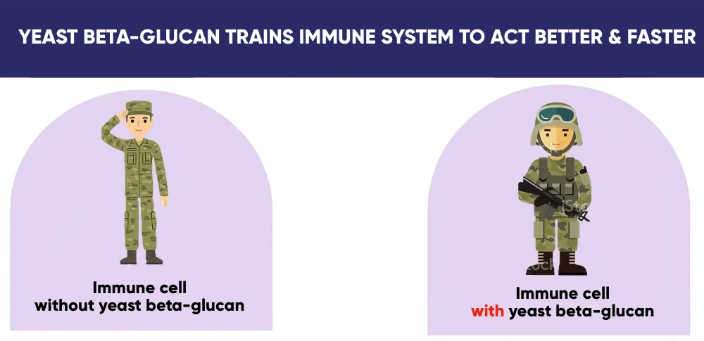 yeast beta-glucan trains immune system