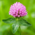 red clover