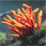 CORDYCEPS SINENSIS